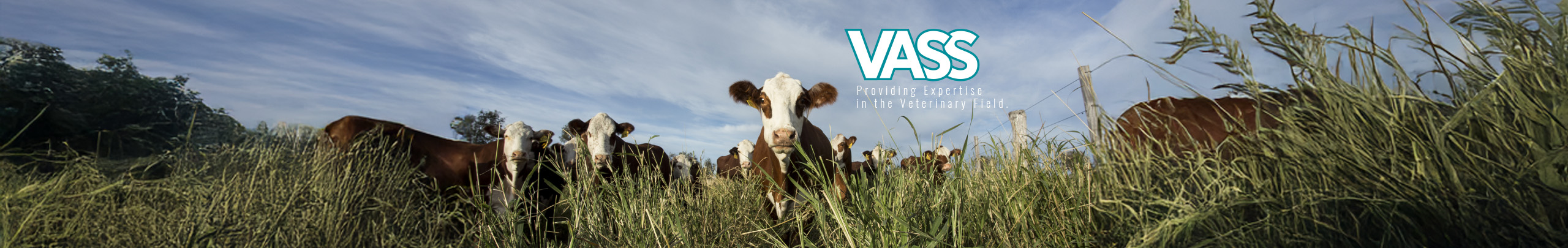 vass-landscape-image-2