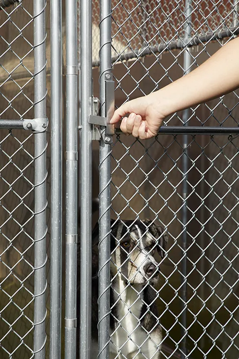 Chain-Link Kennel Runs - Image 3