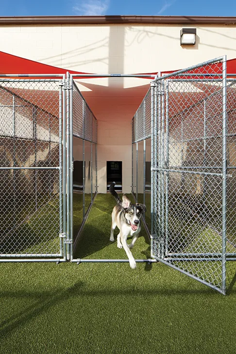 Chain-Link Kennel Runs - Image 4
