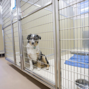 UltraBase™ Above-Floor Kennels