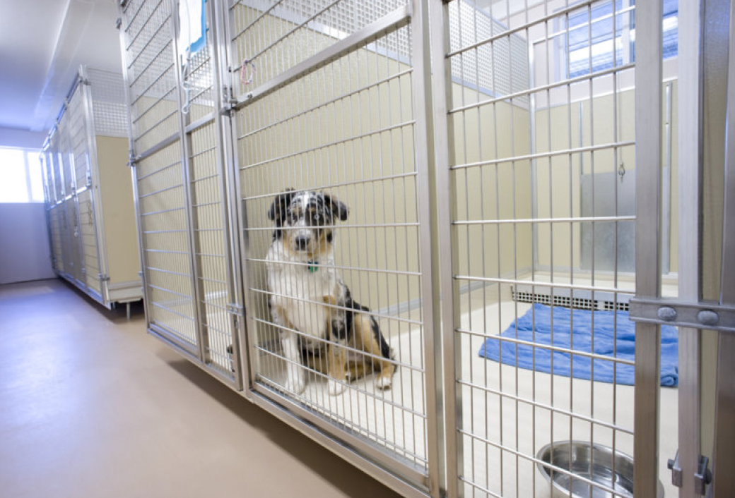 UltraBase™ Above-Floor Kennels